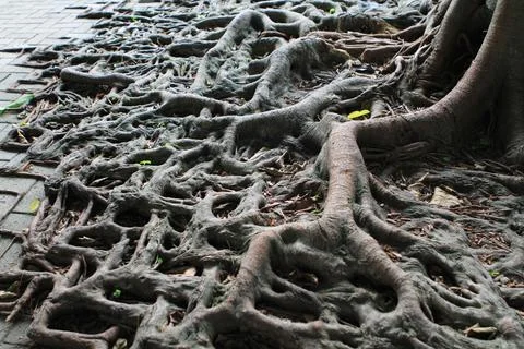The tree root with brick road, hong kong  10 July 2011 Stock Photos