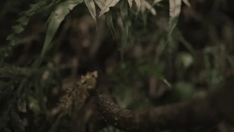 Tree root - Close up - Dolly out Stock Footage 145886428