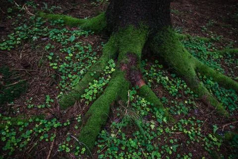 Tree root close up in forest Stock Photos