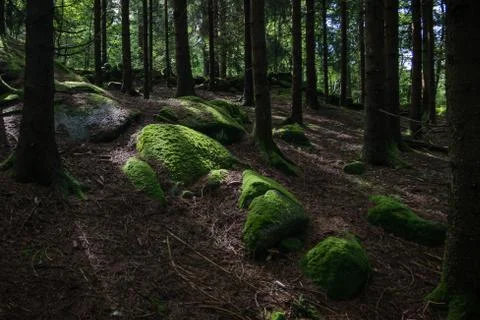 Tree root close up in forest Stock Photos