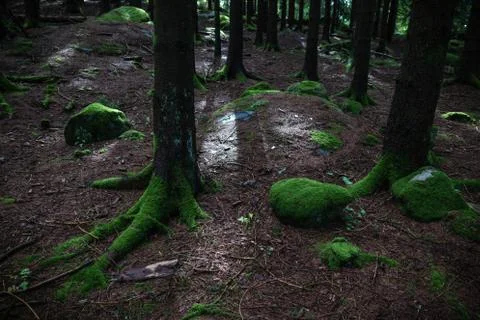 Tree root close up in forest Stock Photos