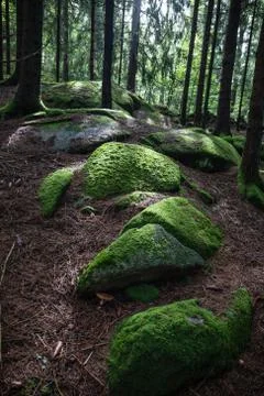 Tree root close up in forest Stock Photos