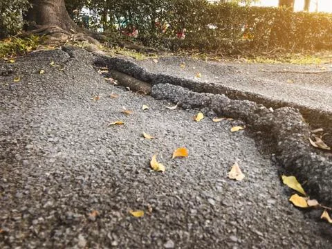Tree root crack asphalt path in warm light concept Stock Photos
