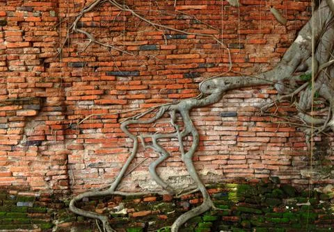 Tree root on cracked brick wall background Stock Photos
