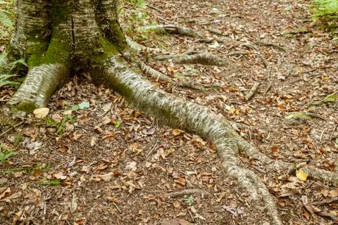 Tree root crossing forest trail Stock Photos