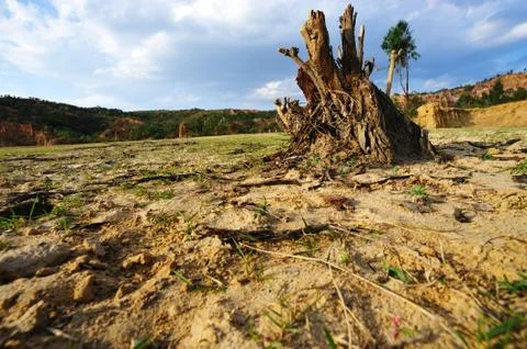 Tree root on dried field Stock Photos