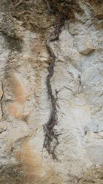 Tree Root Exposed Vertical Closeup View Brown Beige 库存照片