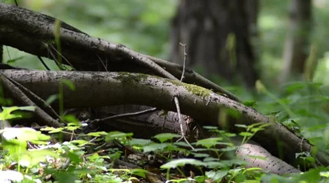 Tree root Stock-Footage 7340669