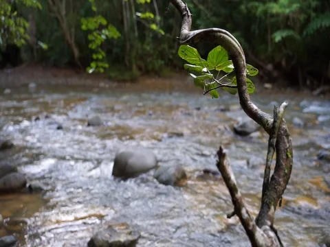 The tree root Video stock 103917458