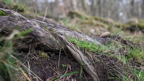 Tree root Stock Footage 120733272