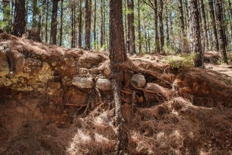 Tree root in forest ground cross section - pine tree forest Stock Photos