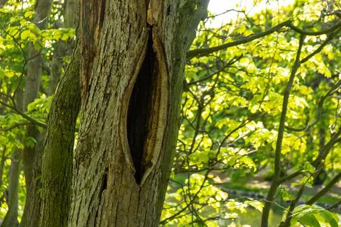 Tree root in the forest. Hollow old tree. Dead hollow oak tree. Devastated Foto stock