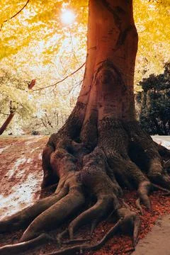 Tree root in the forest. Hollow old tree. Dead hollow oak tree. Devastated .. Foto stock
