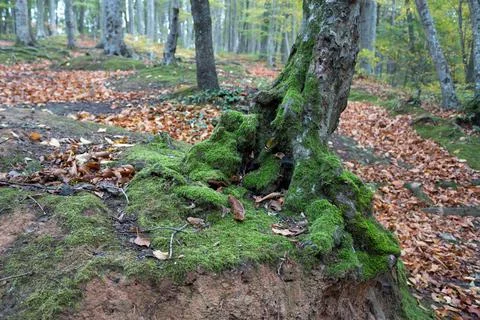 Tree root in forest Stock Photos