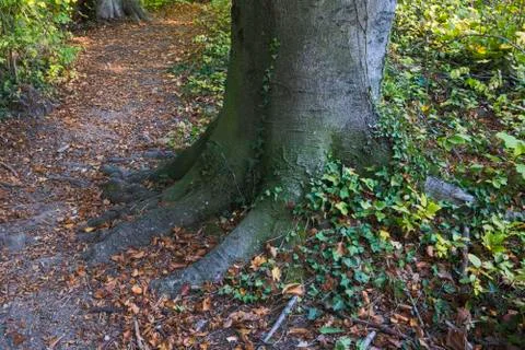 A tree root in the forest with plants on the ground Stock Photos