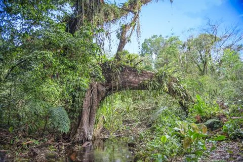 Tree with root forming arch over stream in tropical forest Stock Photos