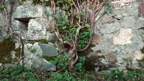 Tree root grow on old vintage brick wall Stock Footage 225999481