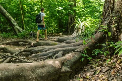 Tree root growing abouve ground Stock Photos