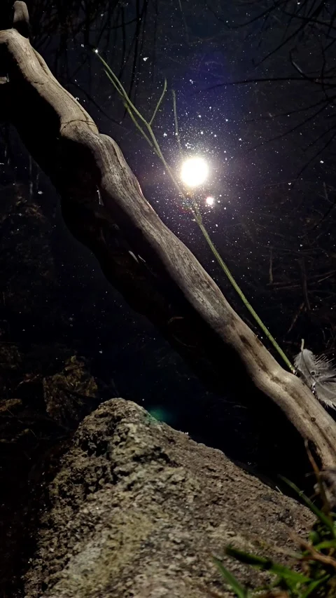 Tree root growing over rock into water with flickering sun glare Stock Footage 343734201