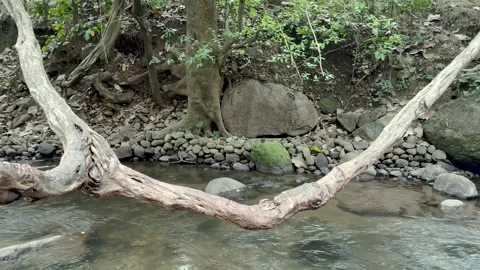 A tree root hanging over a stream full of stones Stock Footage 322099977