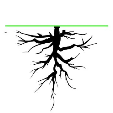 Tree Root Stock Illustration