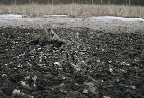 Tree root on a muddy bottom of lake Stock Photos