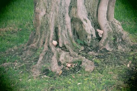 Tree root with mushrooms 스톡 사진