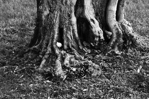 Tree root with mushrooms 스톡 사진