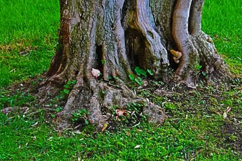 Tree root with mushrooms 스톡 사진