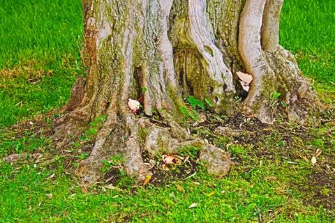 Tree root with mushrooms 스톡 사진