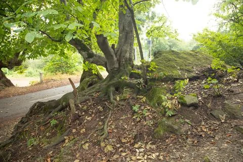 Tree with a root in nature. Stock Photos