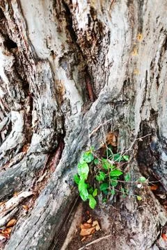 Tree  root in nature place Stock Photos