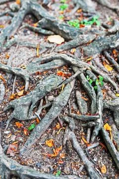 Tree  root in nature place Stock Photos