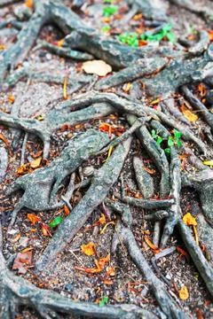 Tree  root in nature place Stock Photos
