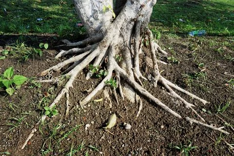 Tree root objects Stock Photos