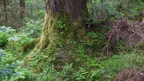 Tree root overgrown with moss and clover Stock Photos