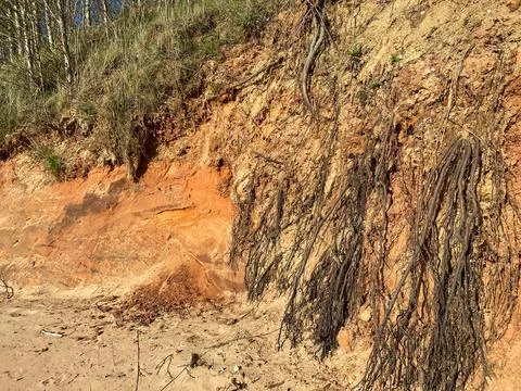 Tree root pattern that grows from a sandstone rock cliff wall. Stock Photos