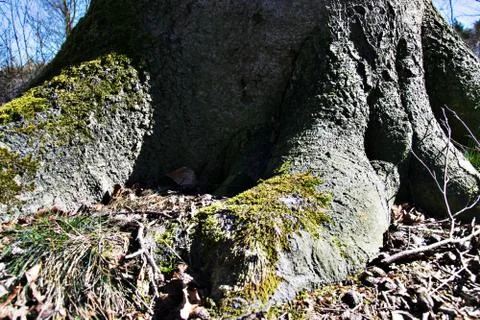 Tree root Stock Photos