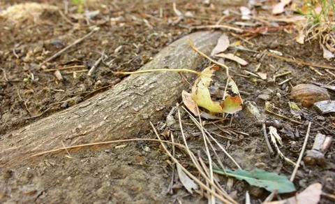 Tree root Stock Photos