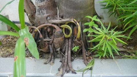 Tree Root Stock Photos