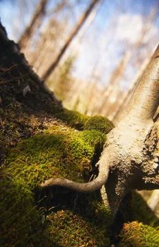 Tree Root Stock Photos