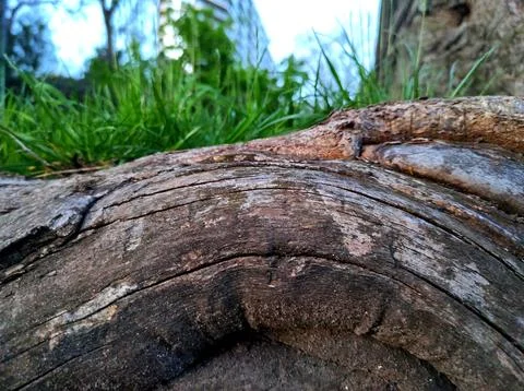 Tree root 스톡 사진