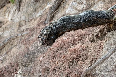 Tree root. Stock Photos