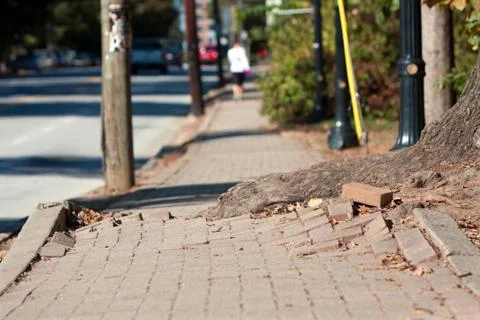 Tree root pushes through bricks of sidewalk in urban area Stock Photos