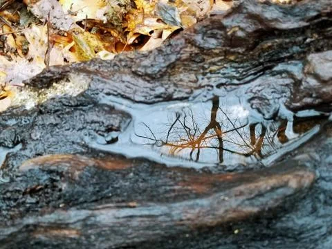 Tree Root Rain Water Dwell Forest Reflection  Stock Photos