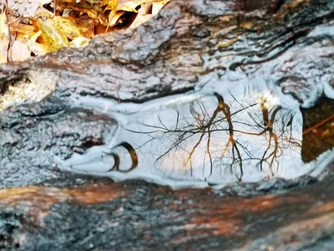 Tree Root Rain Water Dwell Forest Reflection Stock Photos