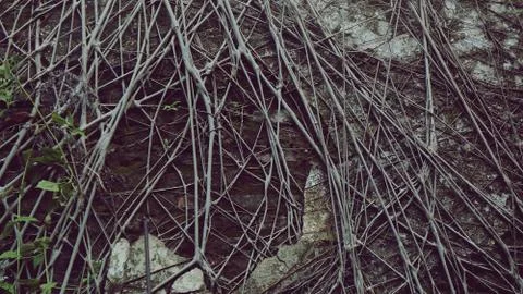 Tree root on red brick wall. Background quote 스톡 사진