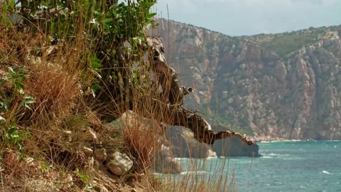 A tree root on a rock slope exposed by soil erosion. The grass is yellowing all Stock Footage 220633288