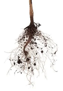 Tree root Roots of a tree on a white background. Elements for your design ... Foto stock