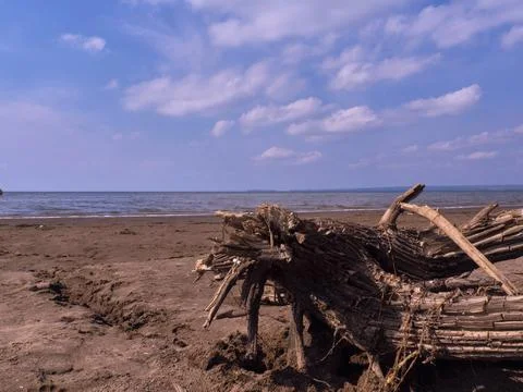A tree root on a sandy beach on a sunny day against a blue sky with clouds Stock Photos